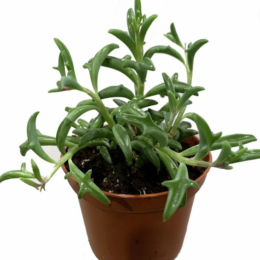 Green Succulent in Brown Pot